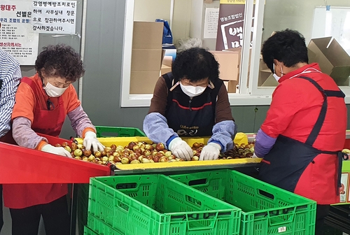 청양 '칠갑산 왕대추' 수확 한창…100t가량 전망