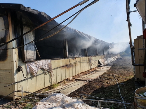 충남 홍성 축사 2곳서 불…돼지 1천여마리·닭 9천마리 폐사