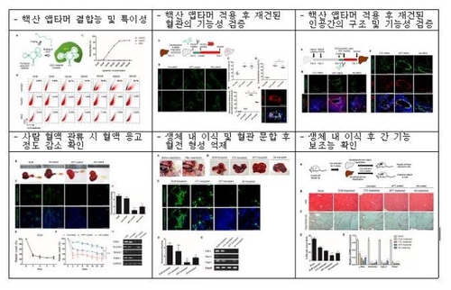 "이식 가능한 '혈관 포함 인공간' 국내서 재건 성공"