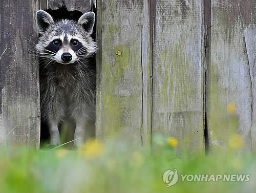 너구리 니가 왜 거기서 나와?…영하18도 컨테이너서 한달여 생존