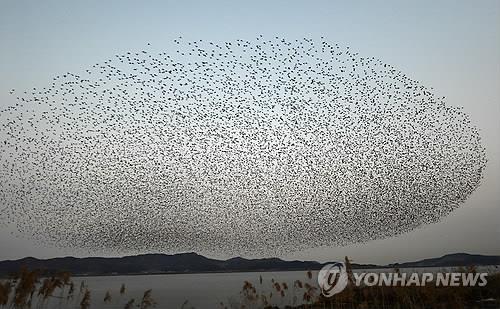 "코로나19 확산 막자" 올해 서천철새여행 취소