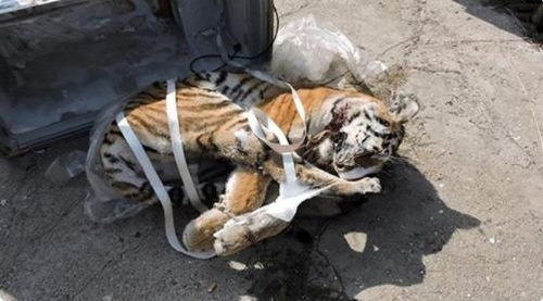 러시아 극동 냉동차서 꽁꽁 언 '백두산 호랑이' 사체 발견