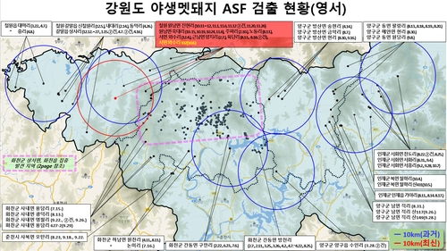 철원서 아프리카돼지열병 감염 야생 멧돼지 폐사체 발견