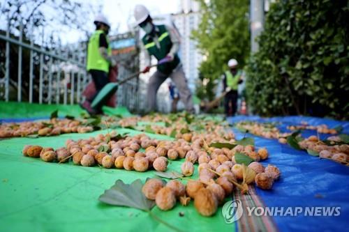 "은행열매 악취 없앤다"…전주시 은행털이·암수 나무 교체 착수