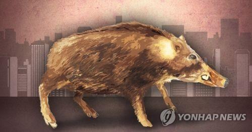 세종 도심 출몰 멧돼지 상가유리 깨…인명피해 없으나 시민 불안