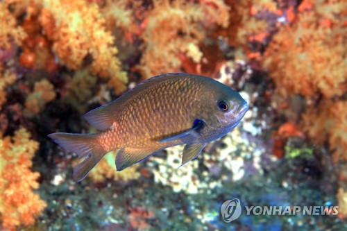 [알쏭달쏭 바다세상Ⅱ](36) 식물 아냐, 난 동물이야…이래 봬도 근육도 있어