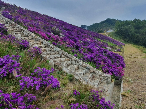 [카메라뉴스] 김천 부항댐에 국화 향기 가득