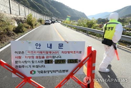 돼지열병 우려로 돼지 재사육 제동…강화·김포 양돈농장 '울상'