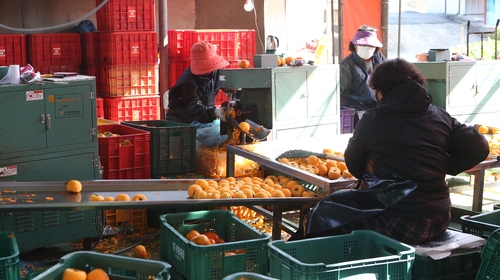 [카메라뉴스] 감빛 고운 충북 영동…살오른 곶감 '주렁주렁'