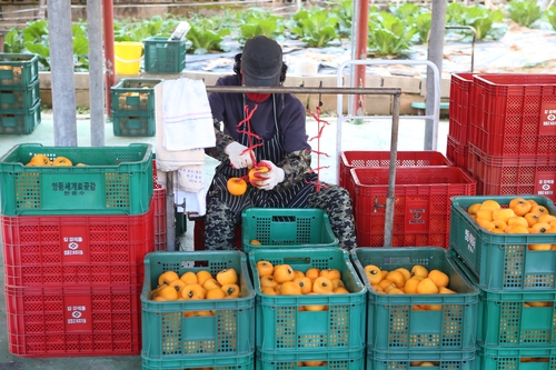 [카메라뉴스] 감빛 고운 충북 영동…살오른 곶감 '주렁주렁'