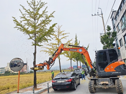 도로변 악취 주범 은행나무 열매, 천연살충제로 재탄생