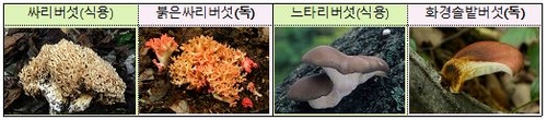 가을에 자연독 식중독 집중 발생…"야생버섯 절대 먹지 마세요"