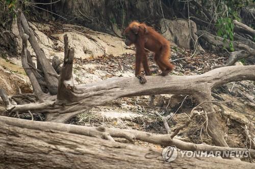 "인도네시아, 5년간 발리섬 8배 넓이 산림 태웠다"