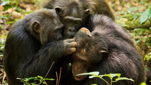 침팬지 사회서도 나이 들수록 오래 묵은 옛친구 찾아