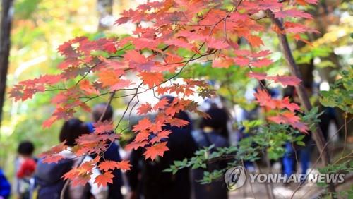 깊어가는 가을정취 만끽하자…추운 날씨 속 유명산·관광지 북적