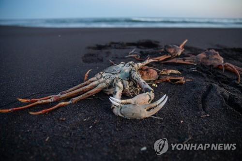 러시아 극동 캄차카 대규모 수질오염 '독성 조류'가 원인