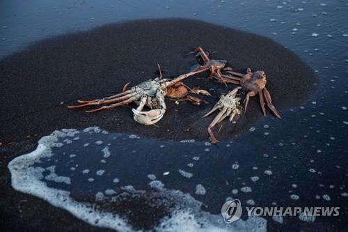 러시아 극동 캄차카 대규모 수질오염 '독성 조류'가 원인