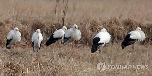 교원대 "청주 하이테크밸리 조성 황새 복원 위협"