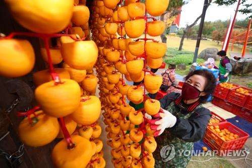 상주 곶감 생산량 줄 듯…떫은 감 40∼50% 감소 때문