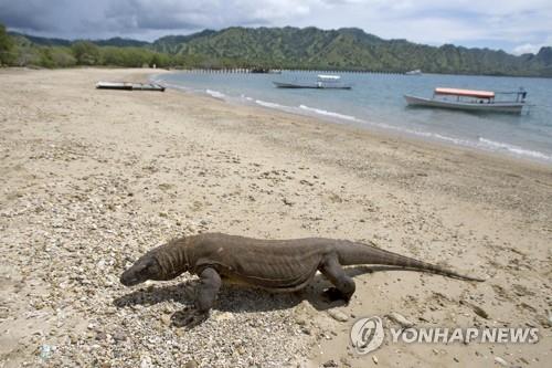 인도네시아, 코모도왕도마뱀 1천마리에 '인식 칩' 심어