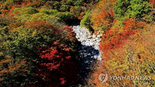 코로나로 못 보는 한라산 단풍 집에서 본다