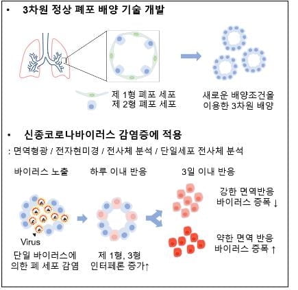 코로나19, 폐포 감염까지 불과 6시간…면역반응은 사흘 걸려