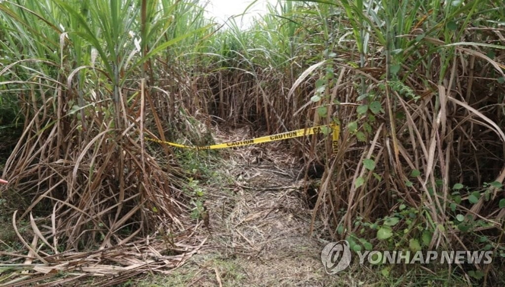 `그알` 속 그 용의자…사탕수수밭 사건 관련 박모씨 필리핀 현지서 붙잡혀