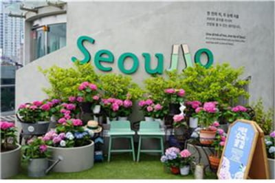 핑크뮬리·코스모스…서울로 7017 꽃길에서 즐기는 가을산책