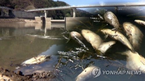 김포 하천서 2.6t규모 물고기 폐사…"하수 방류가 원인"