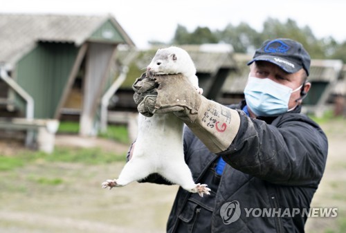 밍크는 억울해…덴마크 코로나19 걸린 100만마리 살처분