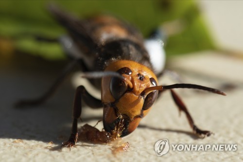 美서 '꿀벌집 초토화' 장수말벌 벌집 첫 발견…살인말벌에 긴장