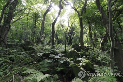 산림청 말로만 '제주의 허파' 곶자왈 매수사업…실적 매우 부진