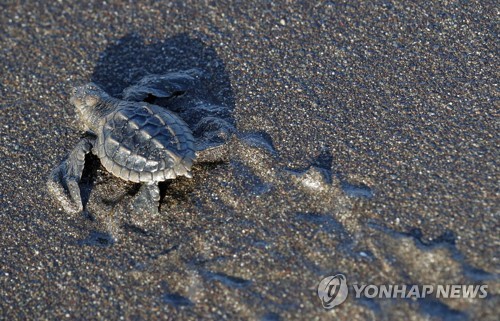 멸종위기 바다거북 알 불법거래, GPS 내장 '가짜 알'로 잡는다