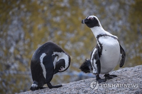 새끼 갖고 싶은 '게이' 펭귄 부부의 웃픈 사연