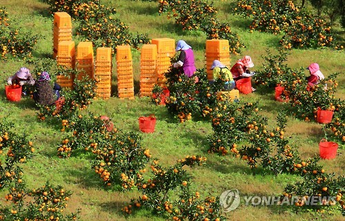 [픽! 제주] '귤림추색'…새콤달콤 감귤 수확 체험의 계절