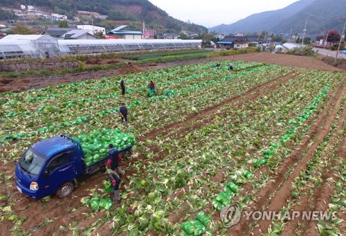 김장용 가을배추 수급 안정화….고랭지배추의 반값 될 듯