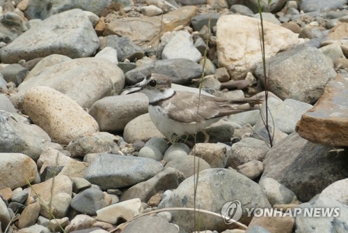 울산시 태화강·회야호 등 4곳 국제 철새이동경로 등재 신청