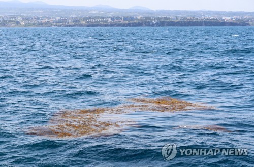 중국 괭생이모자반서 노화방지 성분 발견…특허출원 예정