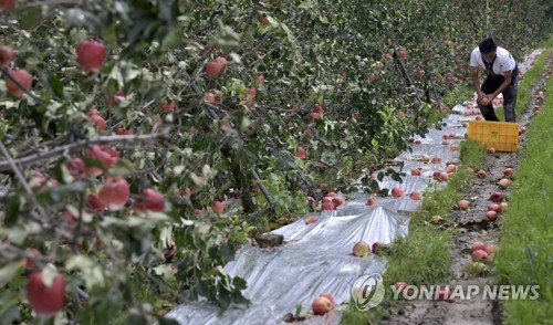 [고침] 지방(전북 올여름 태풍 피해액 1천618억원…복구…)