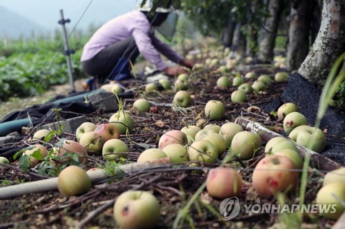 "재해보험 왜 드나" 사과·배 등 과수 보상률 낮아져 농가 불만