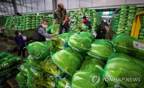 '금추'된 배추…한포기 소매가격 1만원 돌파해 작년의 배 수준