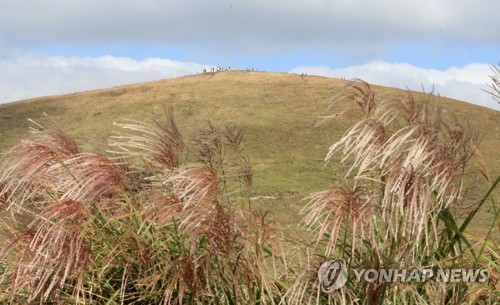 탐방객 발길에 훼손된 제주 새별오름·용눈이오름 휴식년제 검토