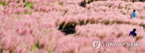 한글날 연휴 제주 관광객 추석 때보다 더 많다