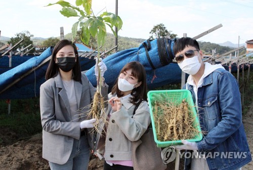 제39회 온라인 금산인삼축제 폐막…SNS채널 조회수 100만 돌파