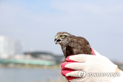 탈진 상태서 구조된 천연기념물 새매 자연 품으로