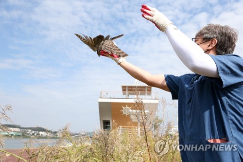 탈진 상태서 구조된 천연기념물 새매 자연 품으로