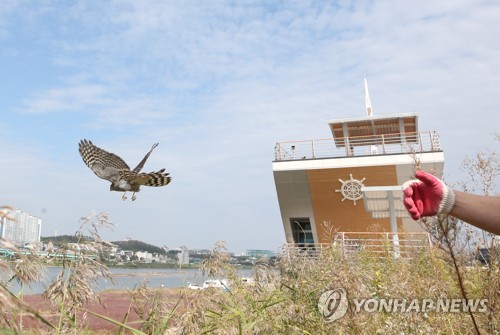 탈진 상태서 구조된 천연기념물 새매 자연 품으로