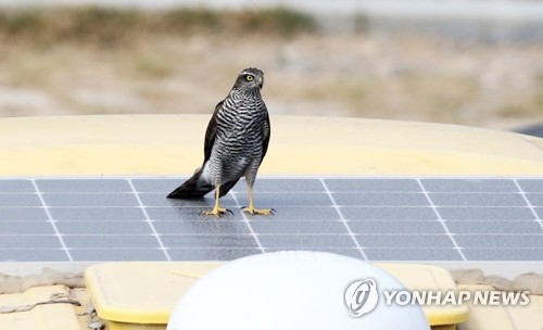 탈진 상태서 구조된 천연기념물 새매 자연 품으로