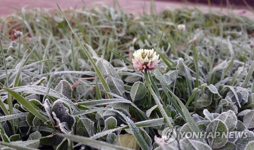 강원 대관령 영하 2.6도 '쌀쌀'… "서리 내리고 얼음 얼어"