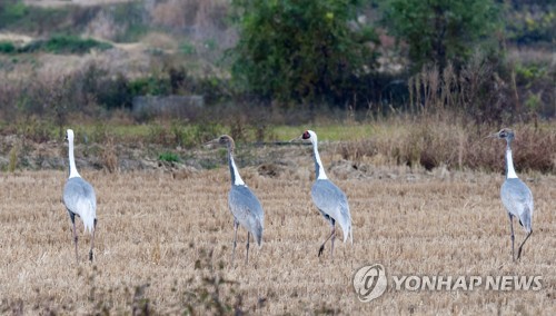 "재두루미야, 반가워" 철원평야에 찾아온 겨울 진객